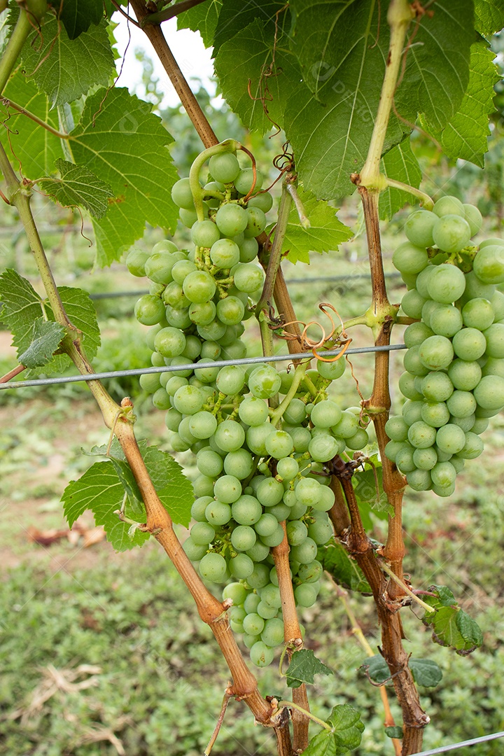 Cachos de uvas verdes deliciosa em plantação