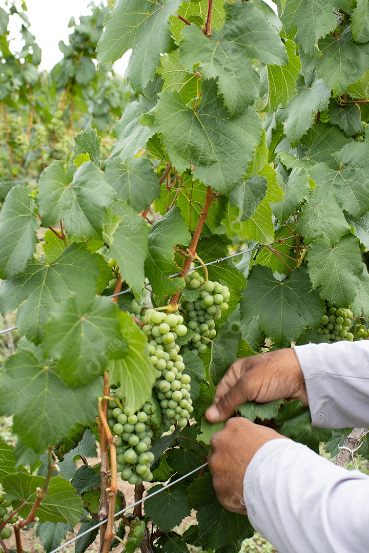 Homem colhendo uvas verdes