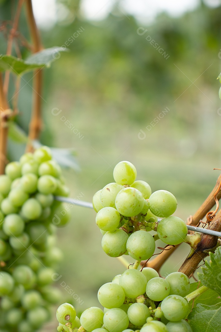 Cachos de uvas verdes