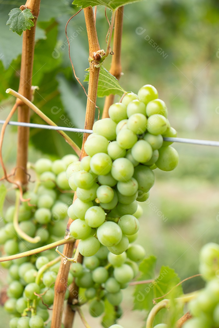 Cachos de uva verdes em plantação