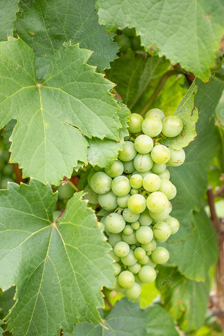 Vários cachos de uvas verdes na vinha