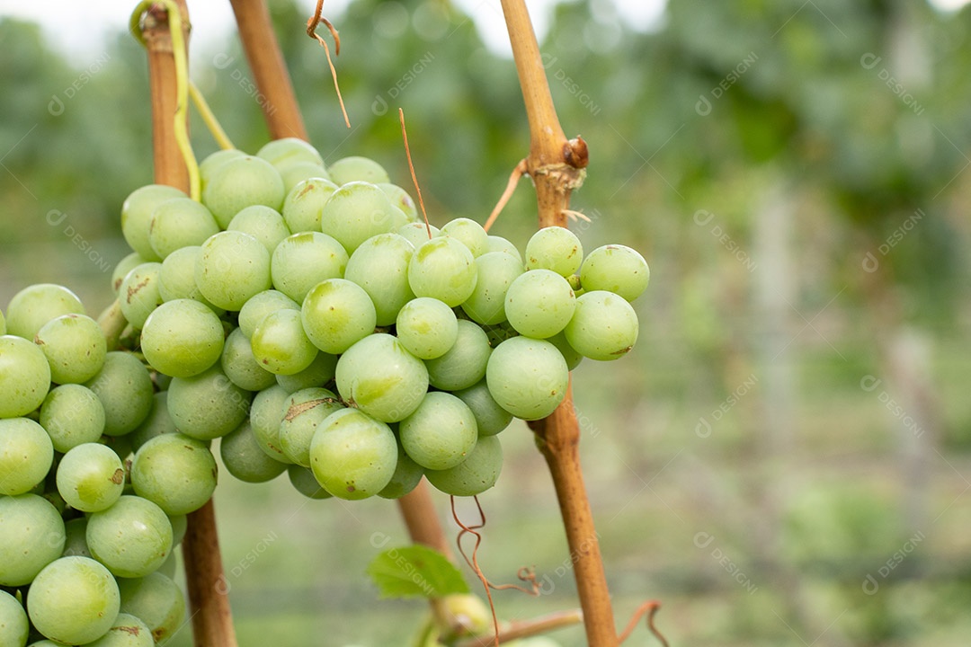 Vários cachos de uvas verdes na vinha