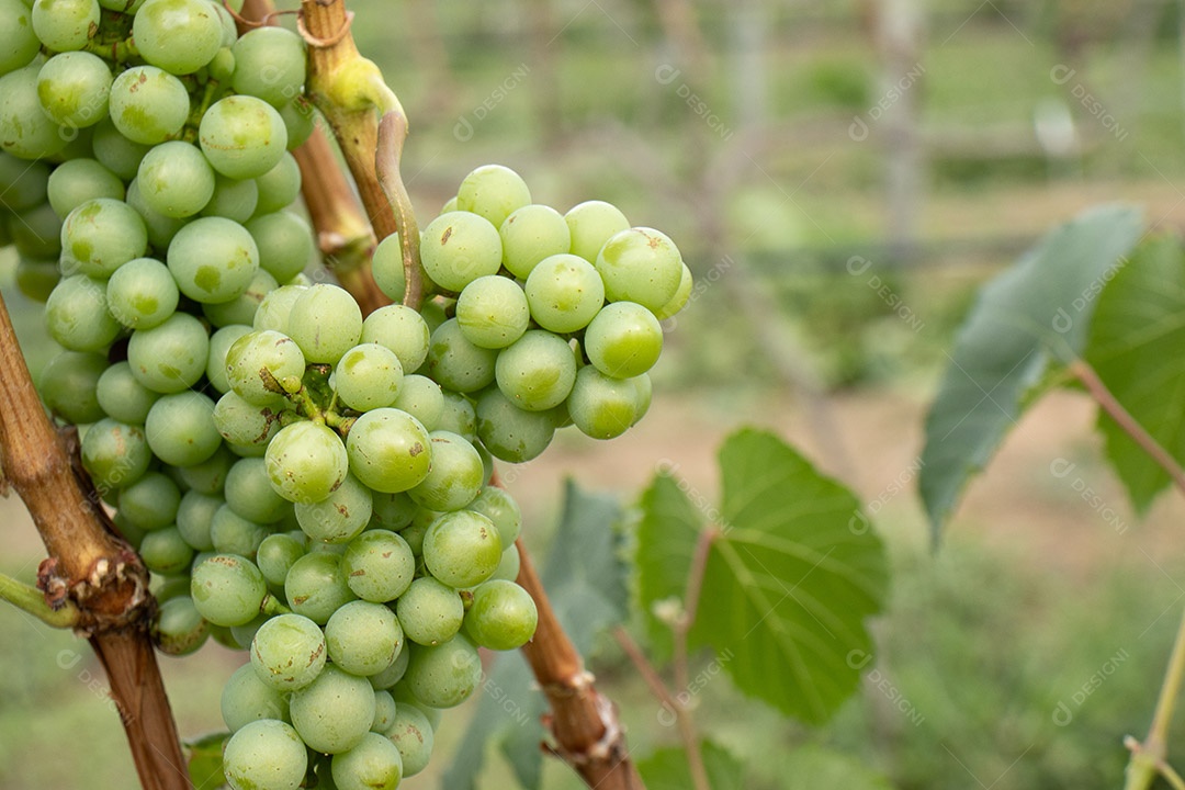 Vários cachos de uvas verdes na vinha