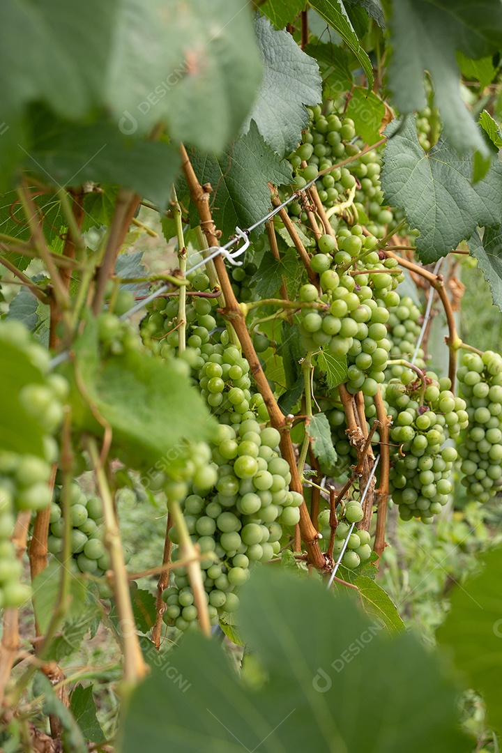 Vários cachos de uvas verdes na vinha