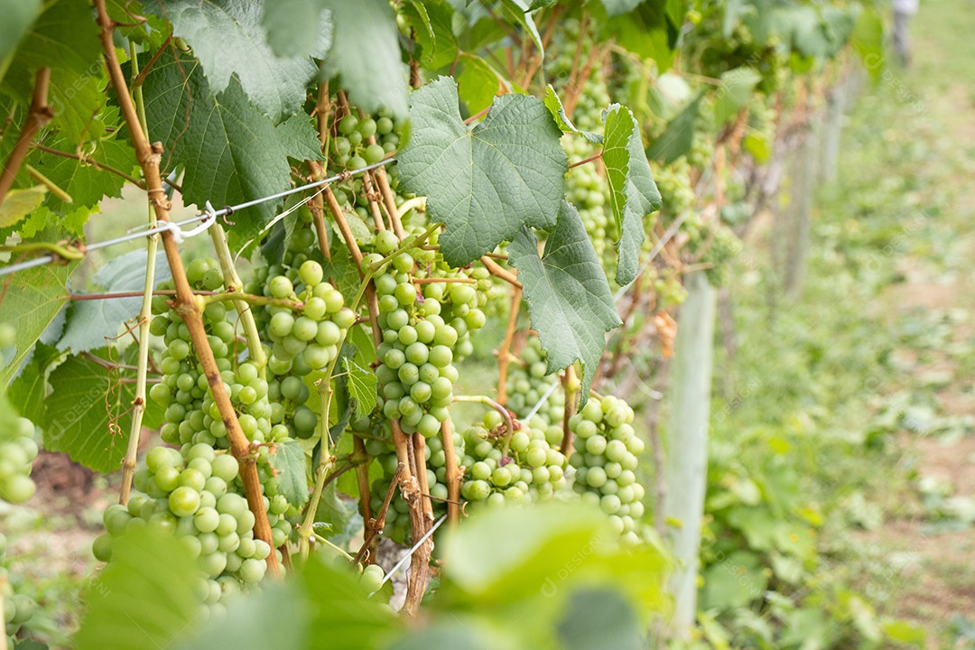 Vários cachos de uvas verdes na vinha