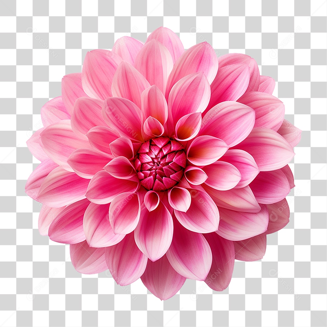 Pink Flowers Plants Transparent PNG