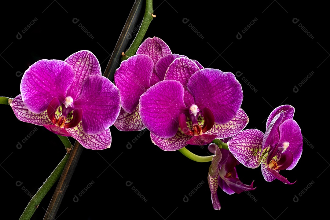 Galho com flores rochas de orquídea