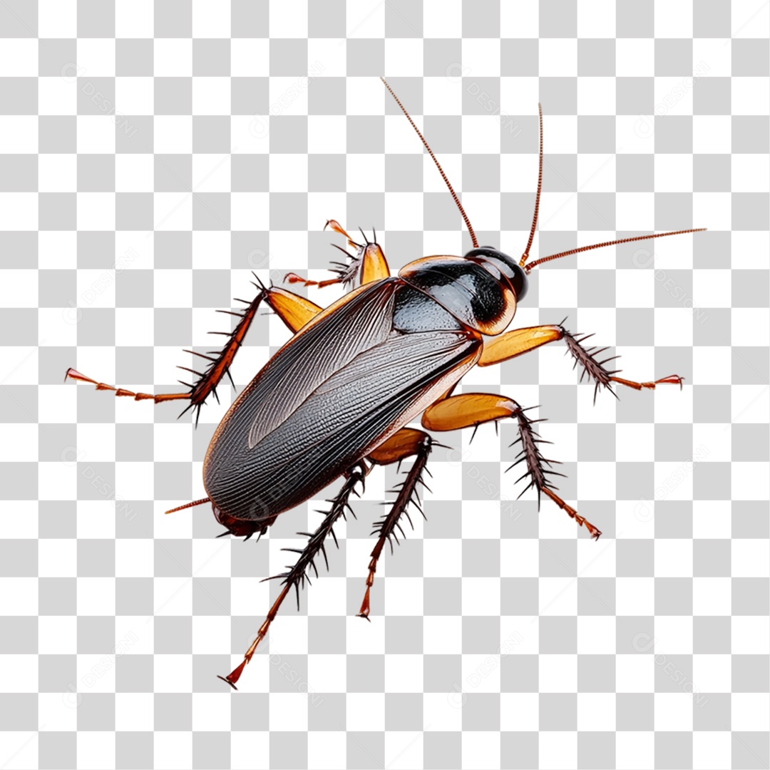 Insect PNG Pragues Transparent