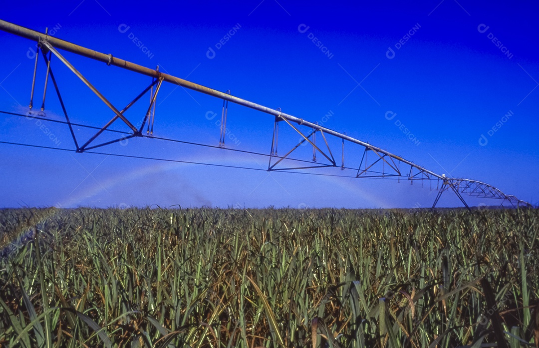 Canavial irrigated in Mamanguape