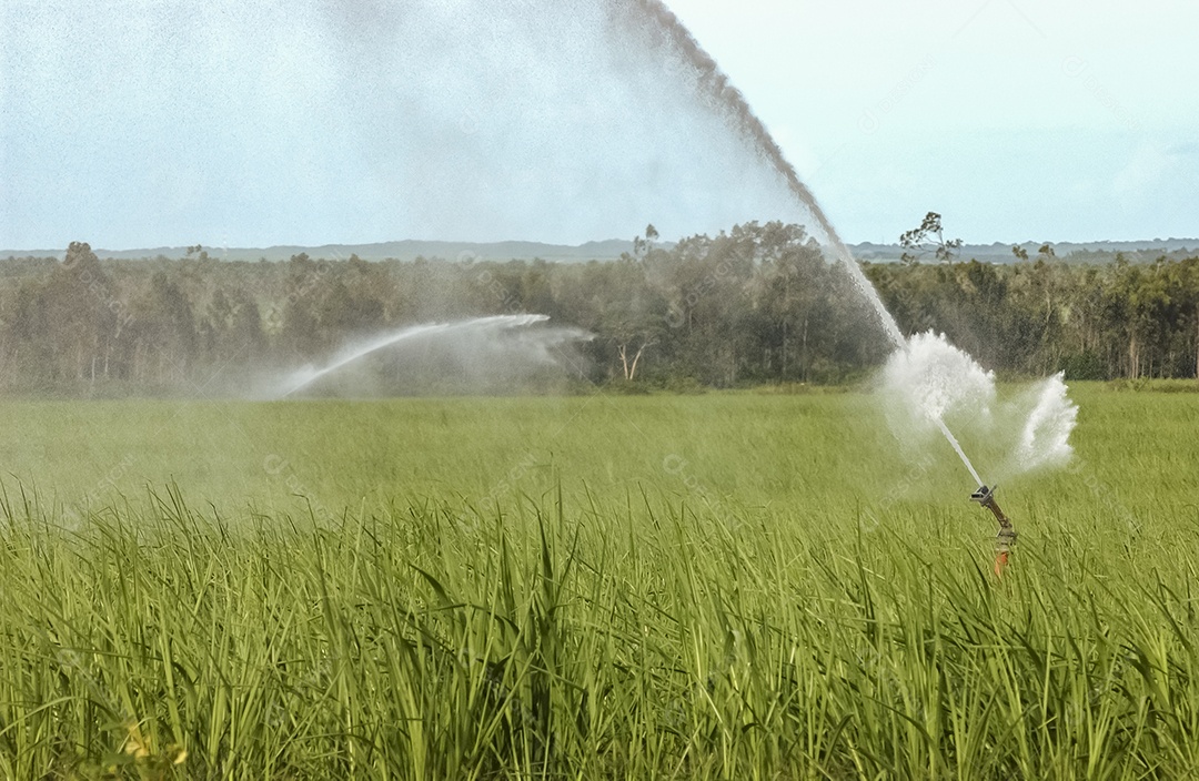 Canavial irrigado em Mamanguape