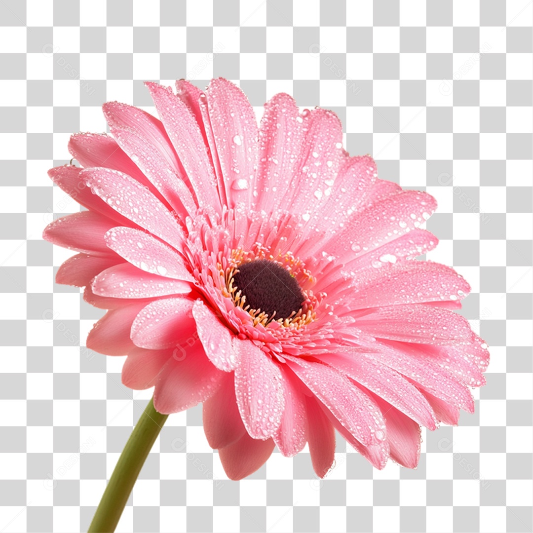 Element 3D Flowers Pink PNG Transparent