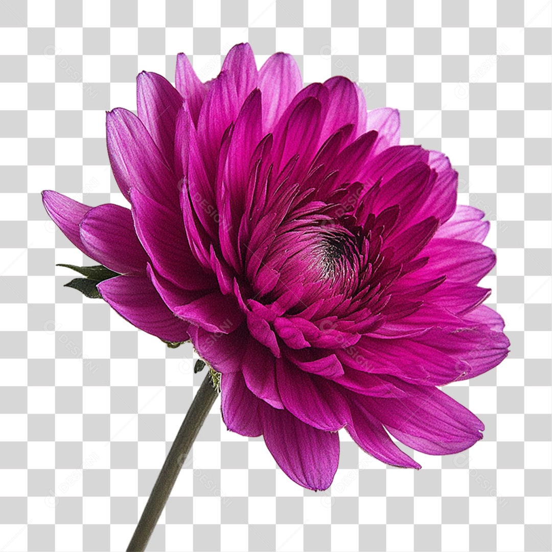 Element 3D Flowers Pink PNG Transparent